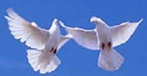 Для того, щоб запобігти захворюванням, голубівник повинен добре дивитися за птахами, виконувати всі необхідні заходи профілактики, утримувати їх в хороших умовах, вчасно проводити годування, регулярно чистити поїлки і саму голубник