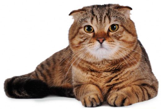 Шотландська висловуха кішка не може похвалитися величезним розміром тулуба