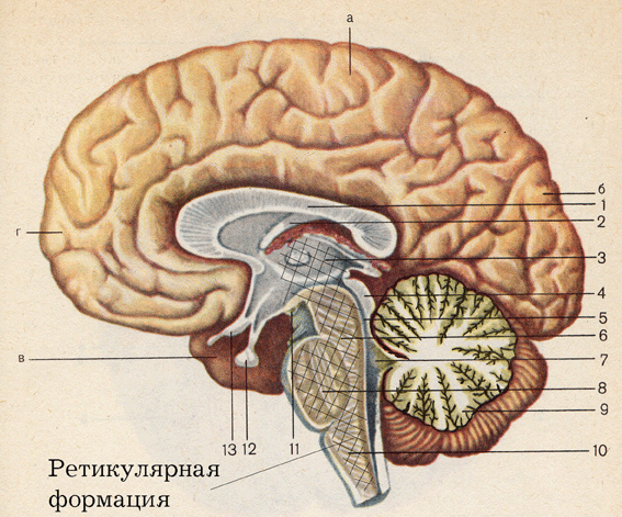 Головний мозок, сагітальний розріз