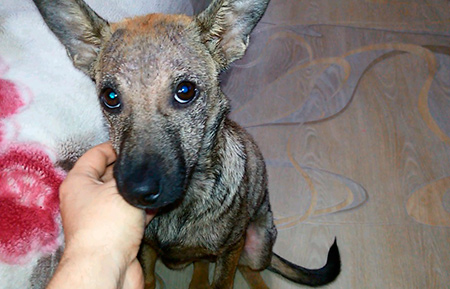 На фото молода собака, вражена в основному шкіра голови і задньої частини тулуба