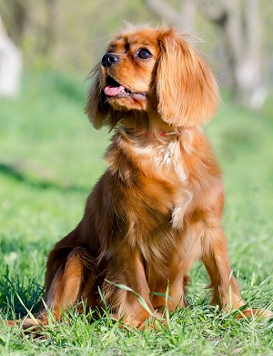 Кавалер кінг чарльз спанієль - це невелика, гармонійно складена собака з довгою шовковистою вовною